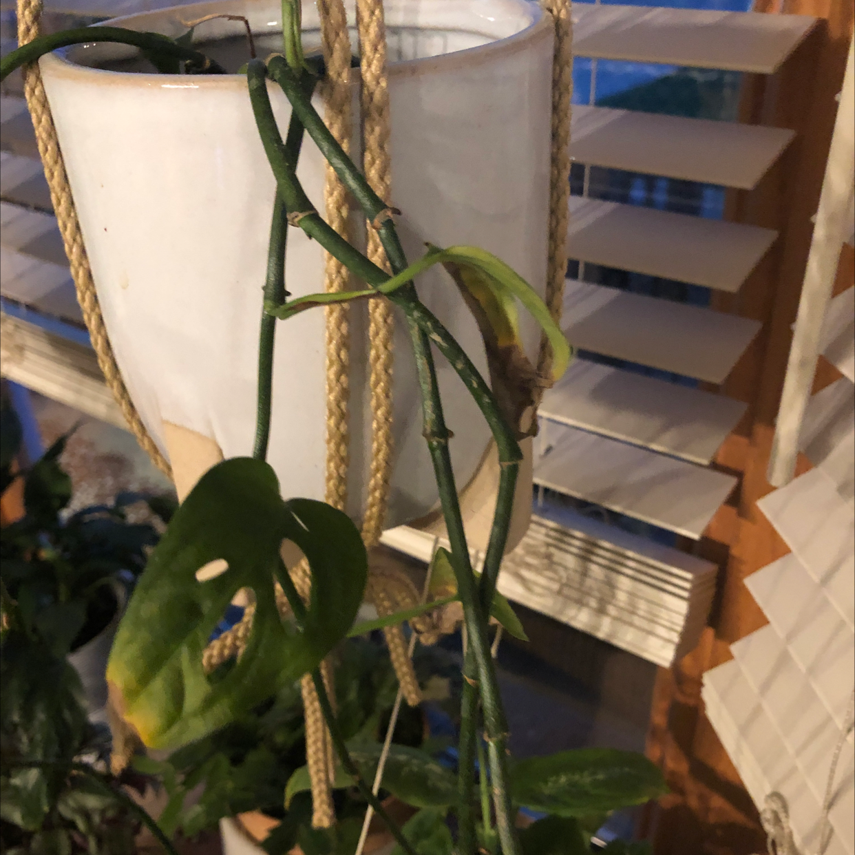 Window Leaf plant photo by Sheila named Marsha on Greg, the plant care app.
