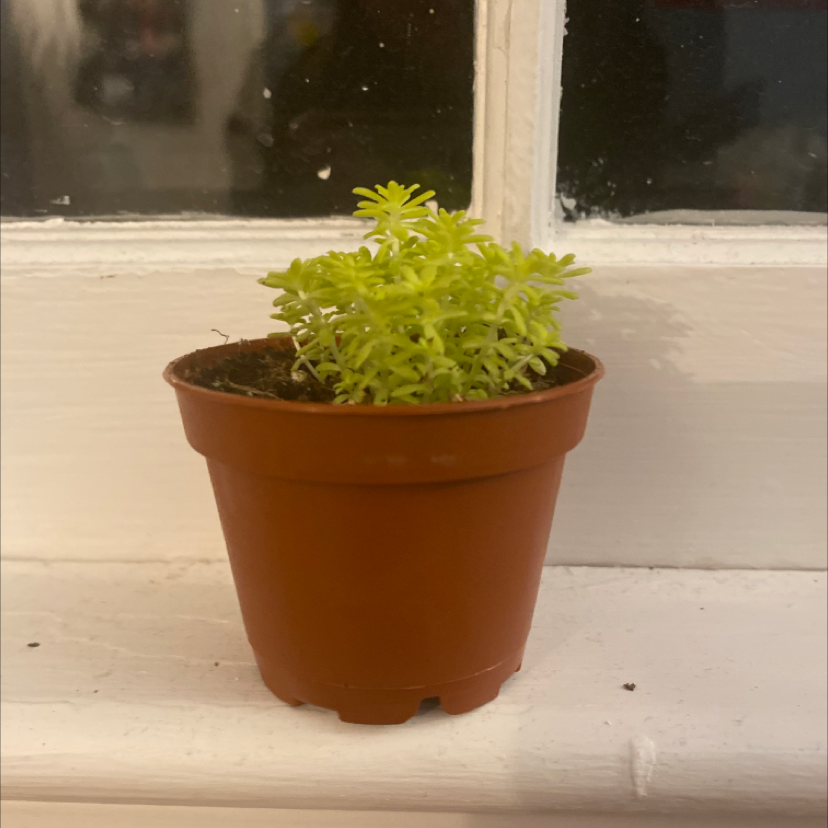 Jenny's Stonecrop plant in a small pot on a windowsill with vibrant green foliage.