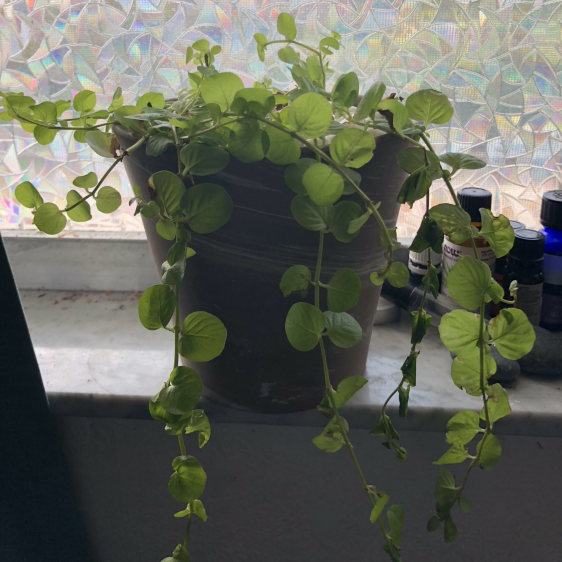 Creeping Jenny plant photo by @Schraderc named Eclipse on Greg, the plant care app.
