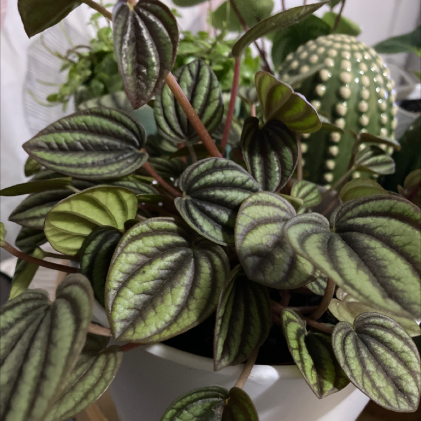 Healthy Piccolo Banda plant with patterned leaves in a white pot.
