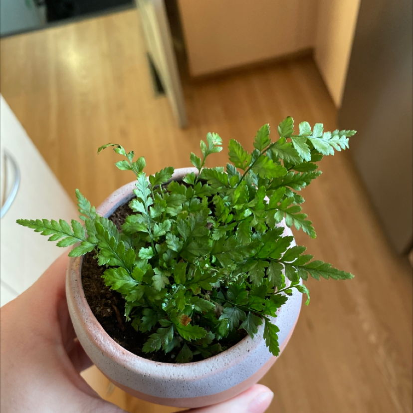Leatherleaf Fern in a small pot, held by a hand, with visible soil and healthy green leaves.