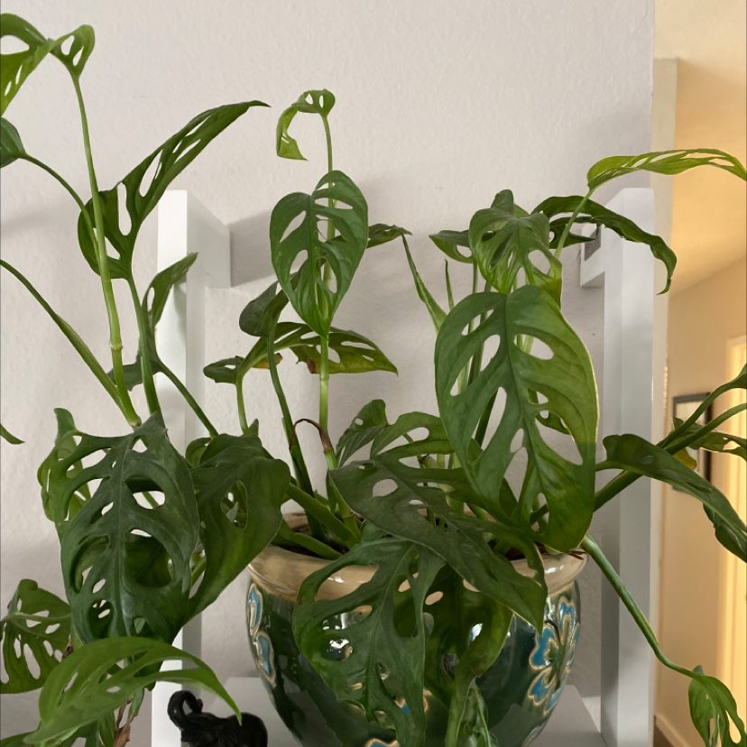 Monstera adansonii 'Laniata' plant in a decorative pot with vibrant green leaves.