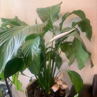 Peace Lily plant in Somewhere on Earth