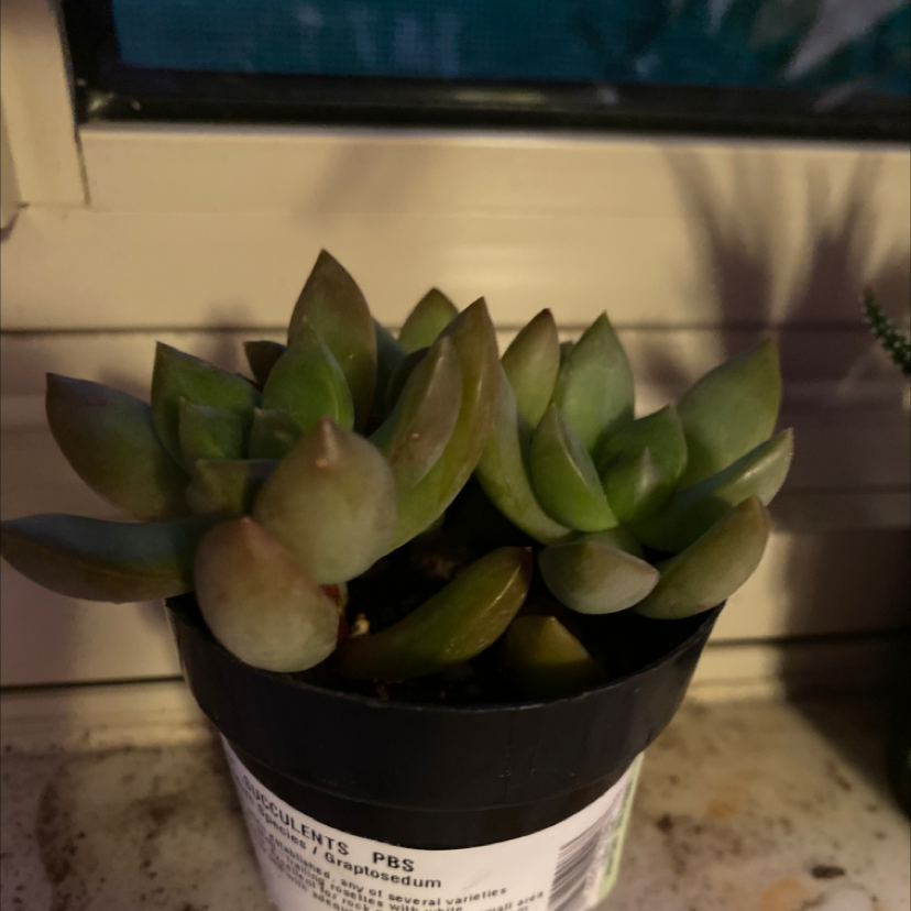 Photo of the plant species Graptosedum 'Bronze' by @froggy.arson_ named candace on Greg, the plant care app