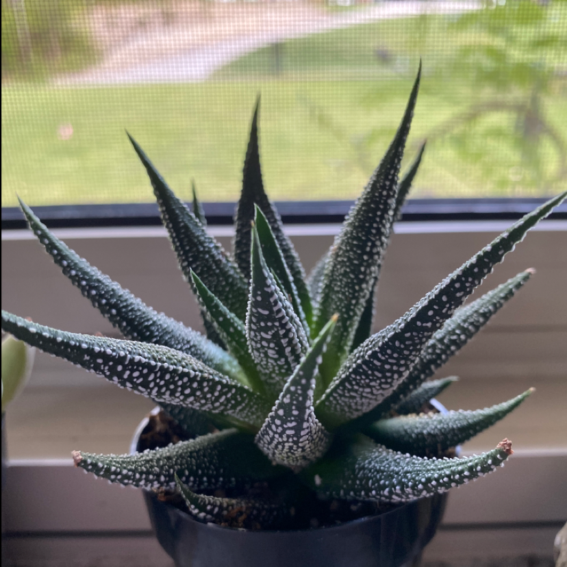 Photo of the plant species Zebra Plant by @froggy.arson_ named willow on Greg, the plant care app
