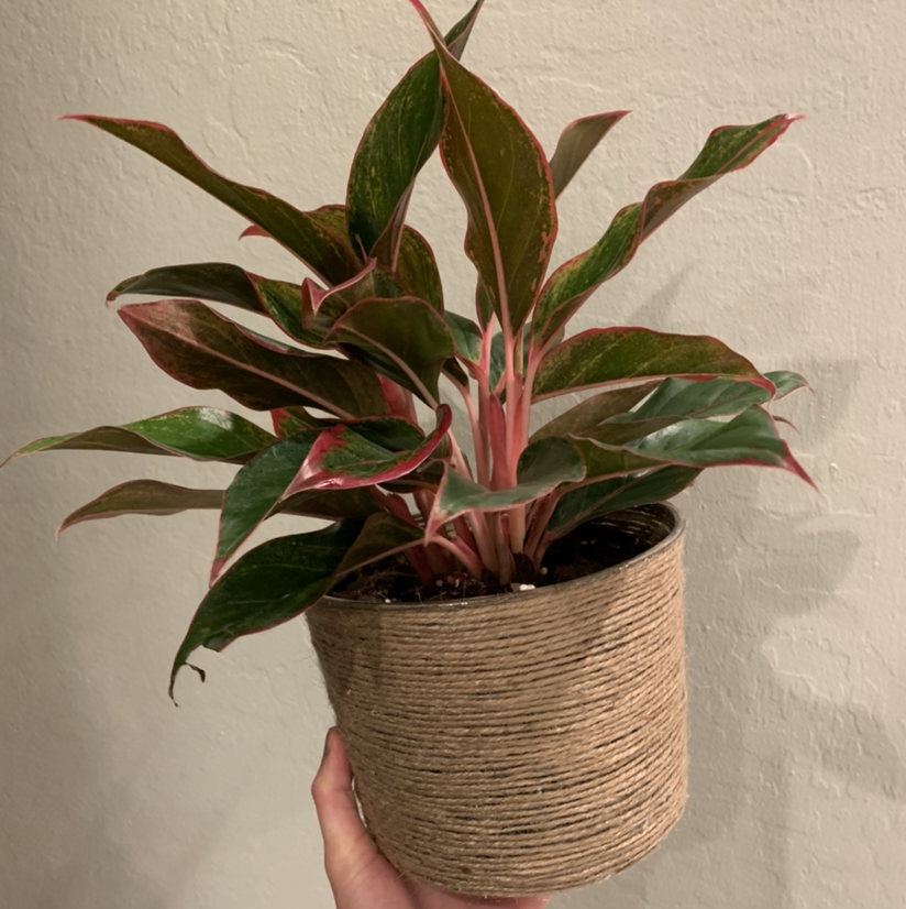 Red Siam Aurora Aglaonema plant in a woven pot, held by a hand.
