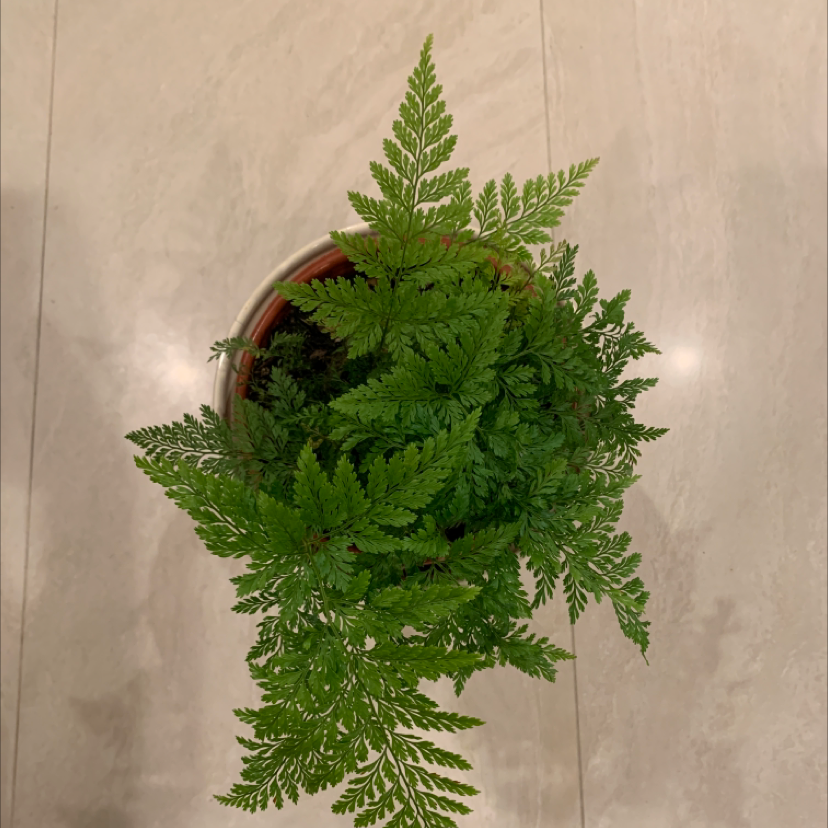 Top view of a healthy Davallia Fern in a pot with vibrant green fronds.
