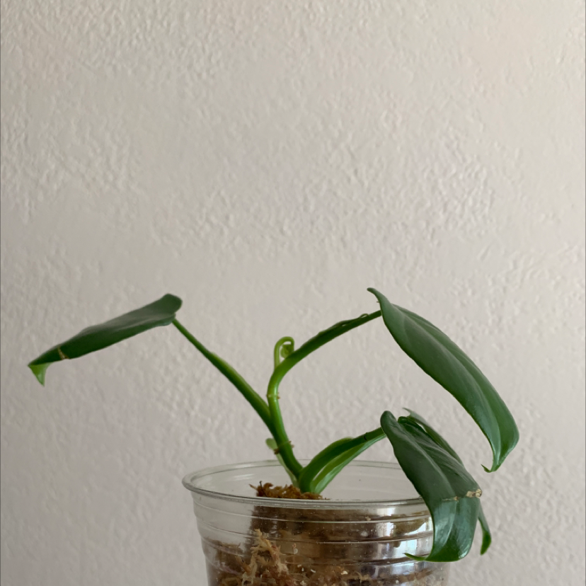 Horsehead Philodendron plant in a clear plastic container with visible soil.