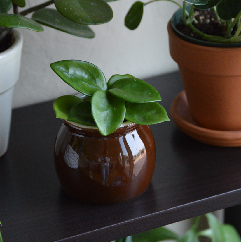 Chelsea Hoya plant with thick, glossy green leaves in a brown pot on a shelf with other plants.