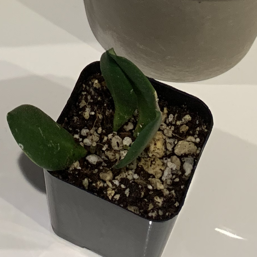 Small potted Hoya bilobata plant with green leaves and visible soil.
