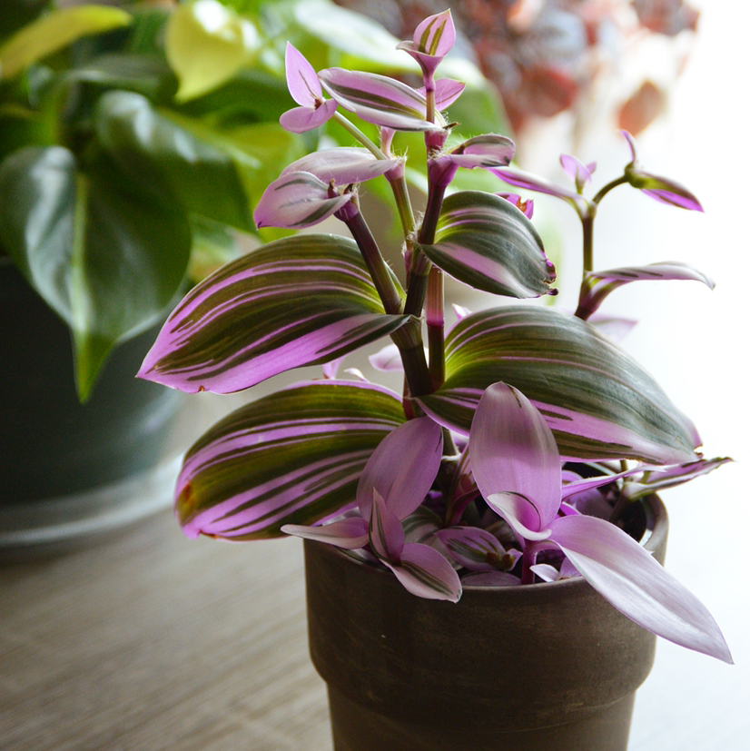 Tradescantia Nanouk plant in a pot with vibrant purple and green striped leaves.