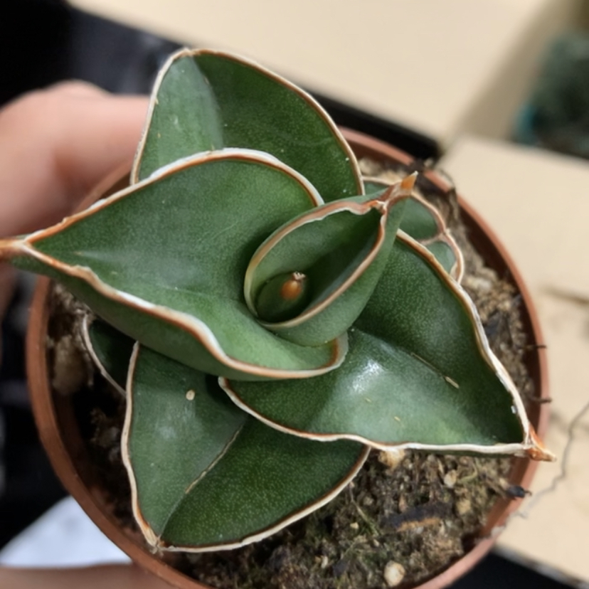 Blue Sansevieria plant in a small pot with visible soil and slight browning at leaf edges.