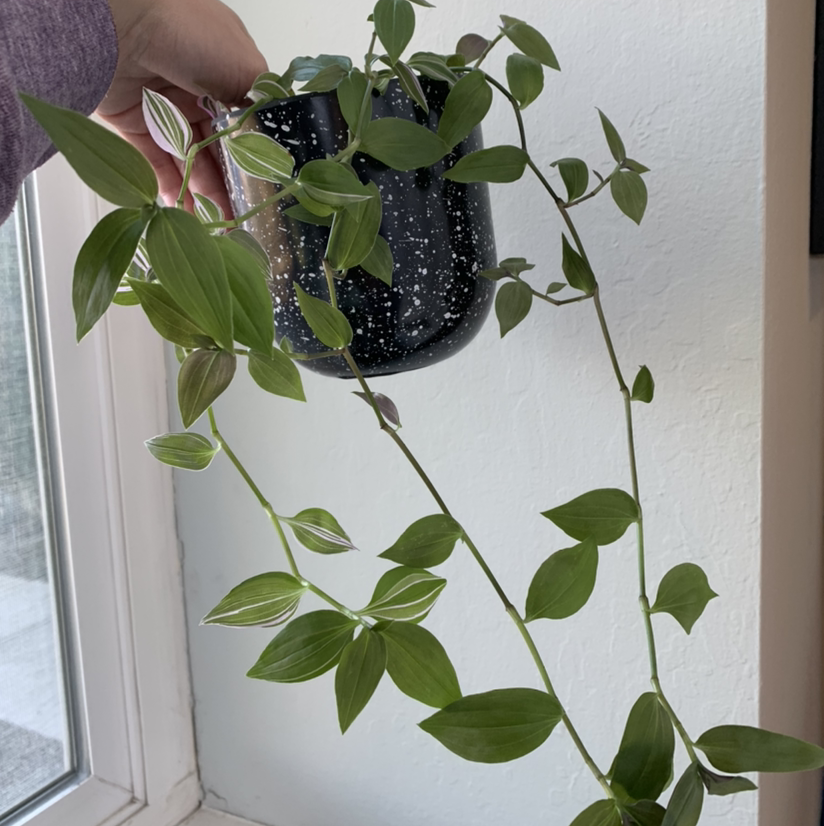 Healthy Tradescantia fluminensis plant with glossy green leaves in a black hanging pot, held in someone's hand in front of a window.