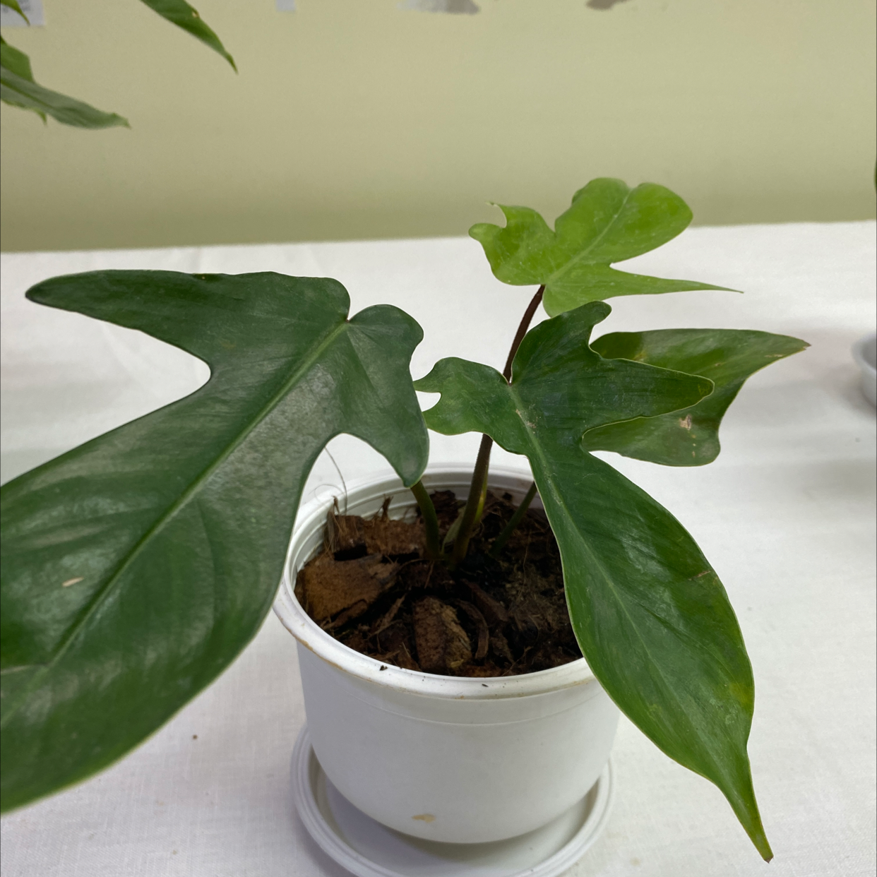 Philodendron Pedatum plant in a white pot with green leaves and visible soil.