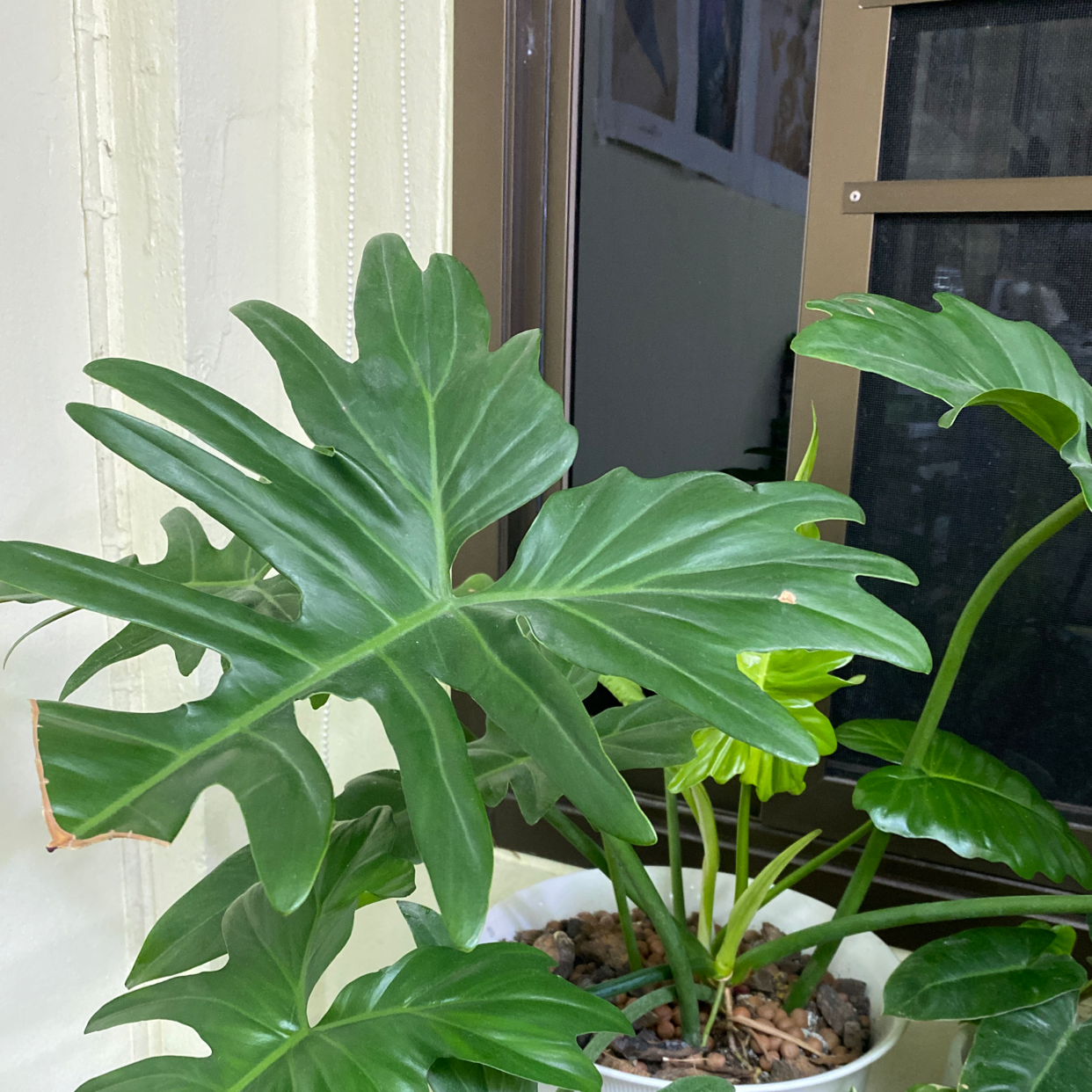 Photo of the plant species Assorted Philodendron by @tua462 named Anne on Greg, the plant care app