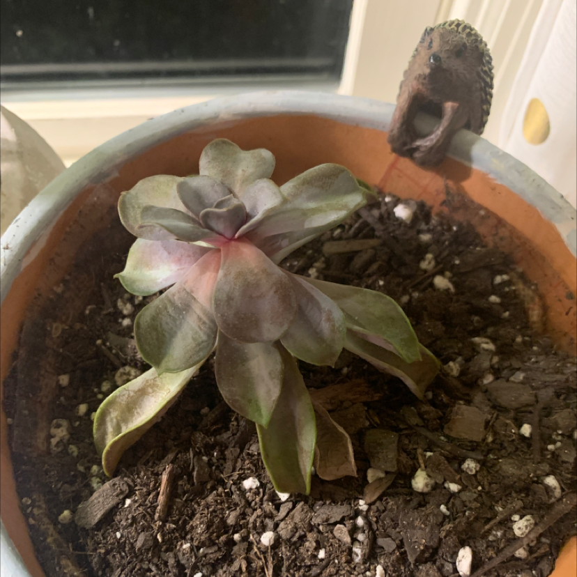 Echeveria 'Perle von Nurnberg' succulent in a pot with visible soil and some leaf discoloration.