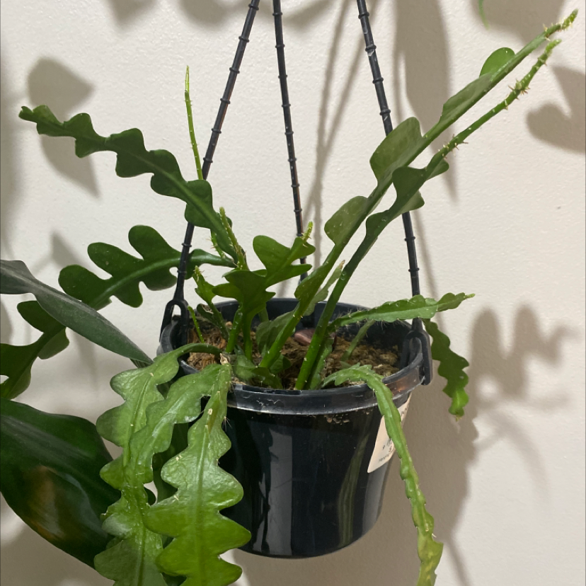 Fishbone Cactus in a hanging pot with green zigzag leaves.
