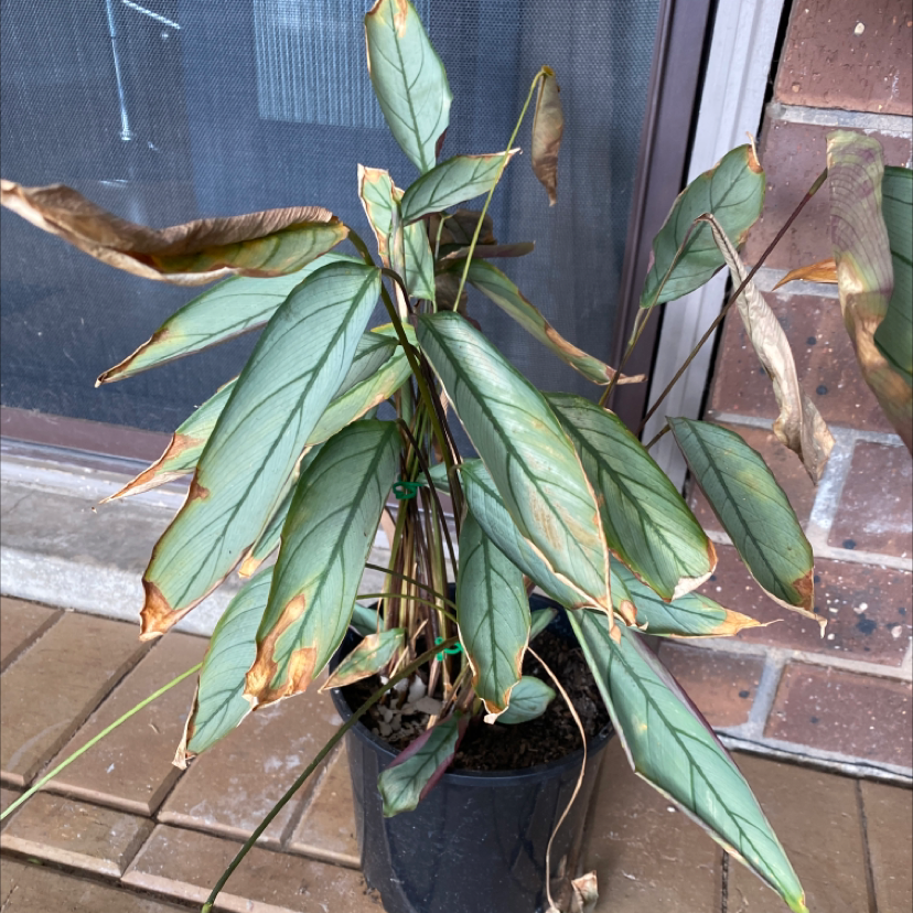 Never Never Ctenanthe plant with browning and yellowing leaves in a pot.