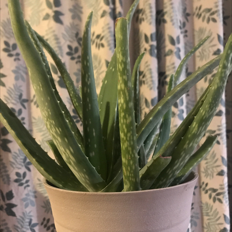 Aloe vera plant photo by Jessica named Your plant on Greg, the plant care app.
