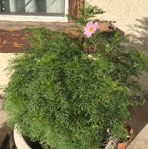Garden Cosmos plant photo by Jessica named Your plant on Greg, the plant care app.