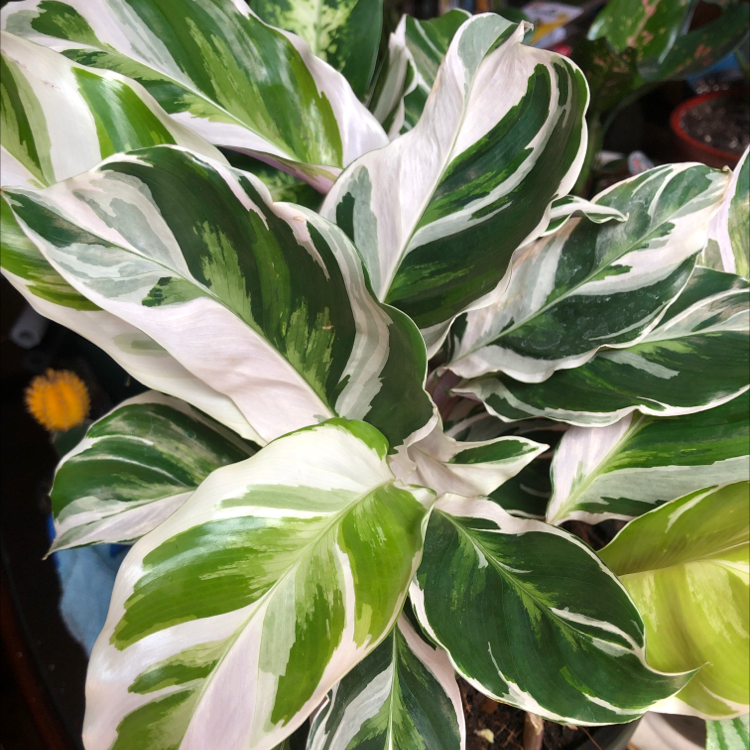 Photo of the plant species Calathea 'White Fusion' by Melissa named Athena on Greg, the plant care app