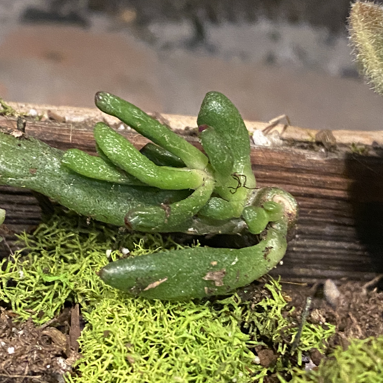 Photo of the plant species Glottiphyllum longum by Jessie named Girlfrond on Greg, the plant care app