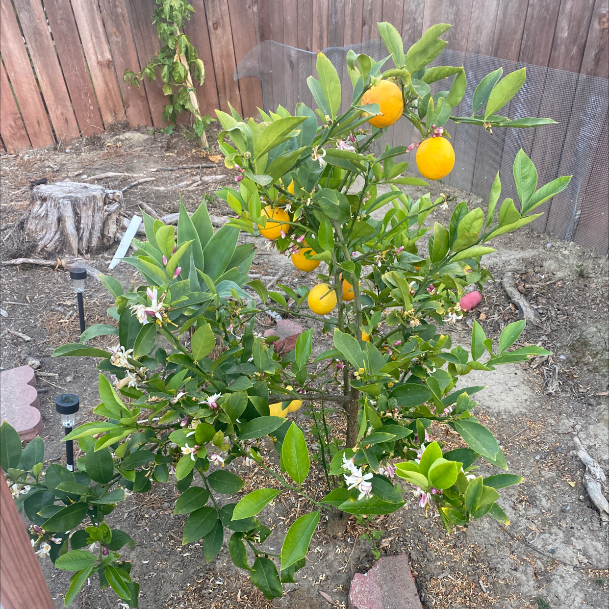 Oval kumquat plant with fruits and flowers in an outdoor garden.