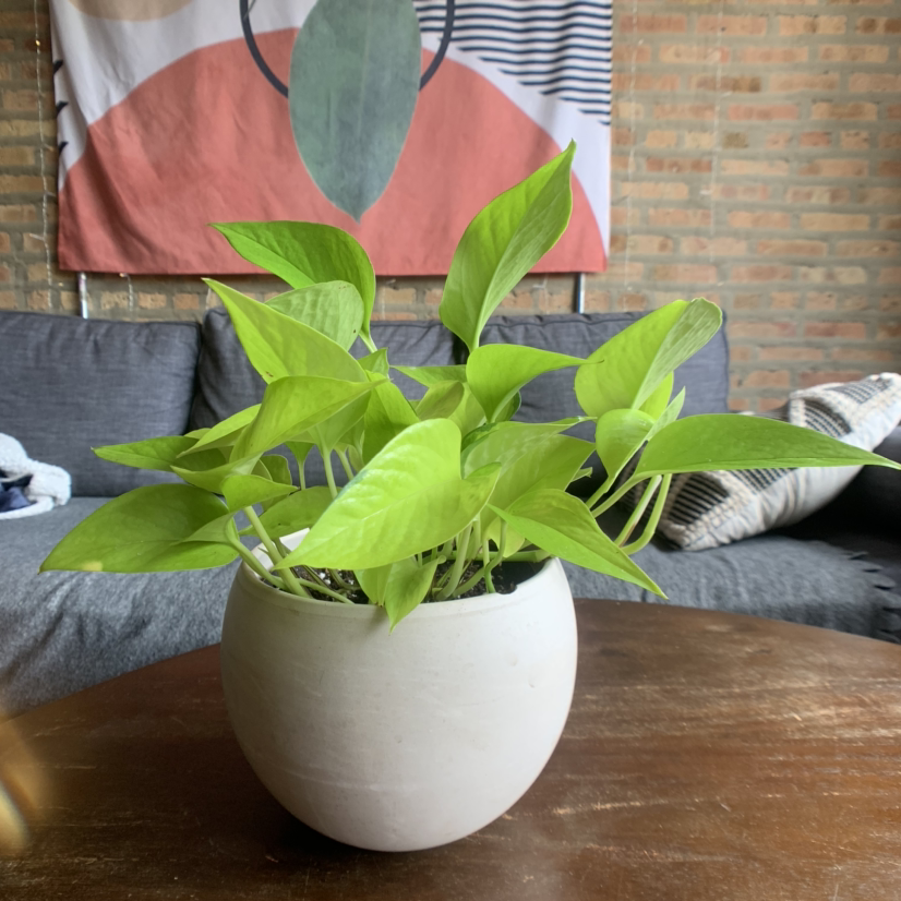 Hands holding a healthy, vibrant green potted Pothos plant with heart-shaped leaves against a rustic brick wall background.
