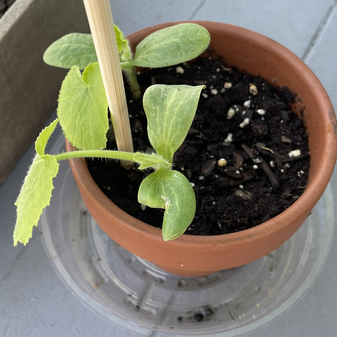 Photo of the plant species Pumpkin Rougue Vif D'Etampes by @jisungsleftpinkietoe named gyu on Greg, the plant care app