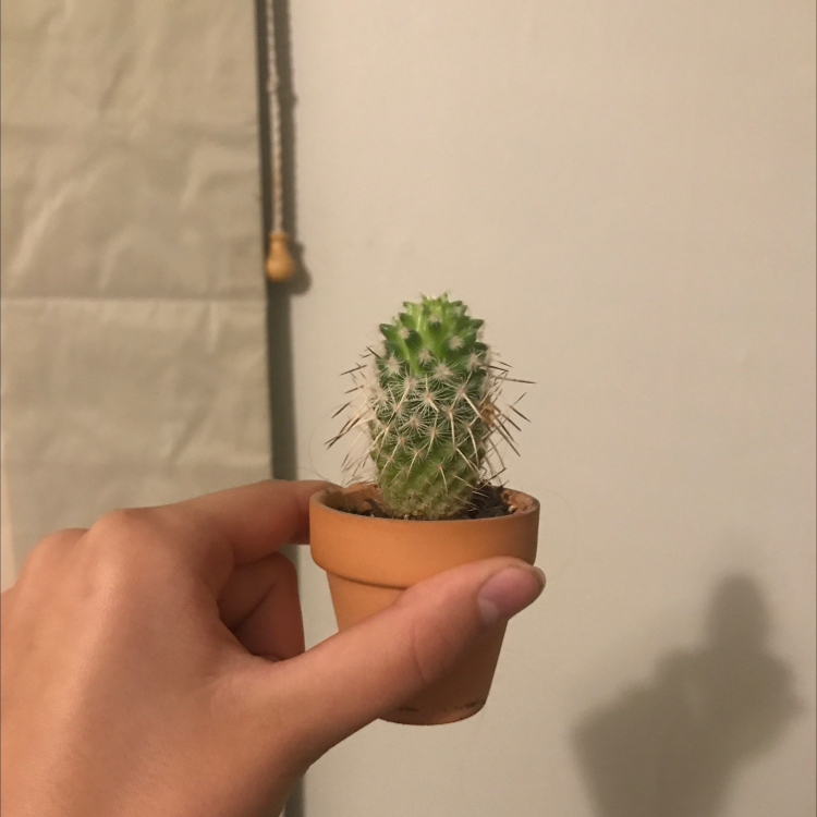 Small potted lace hedgehog cactus with dense white spines held in a person's hand, showing healthy appearance.