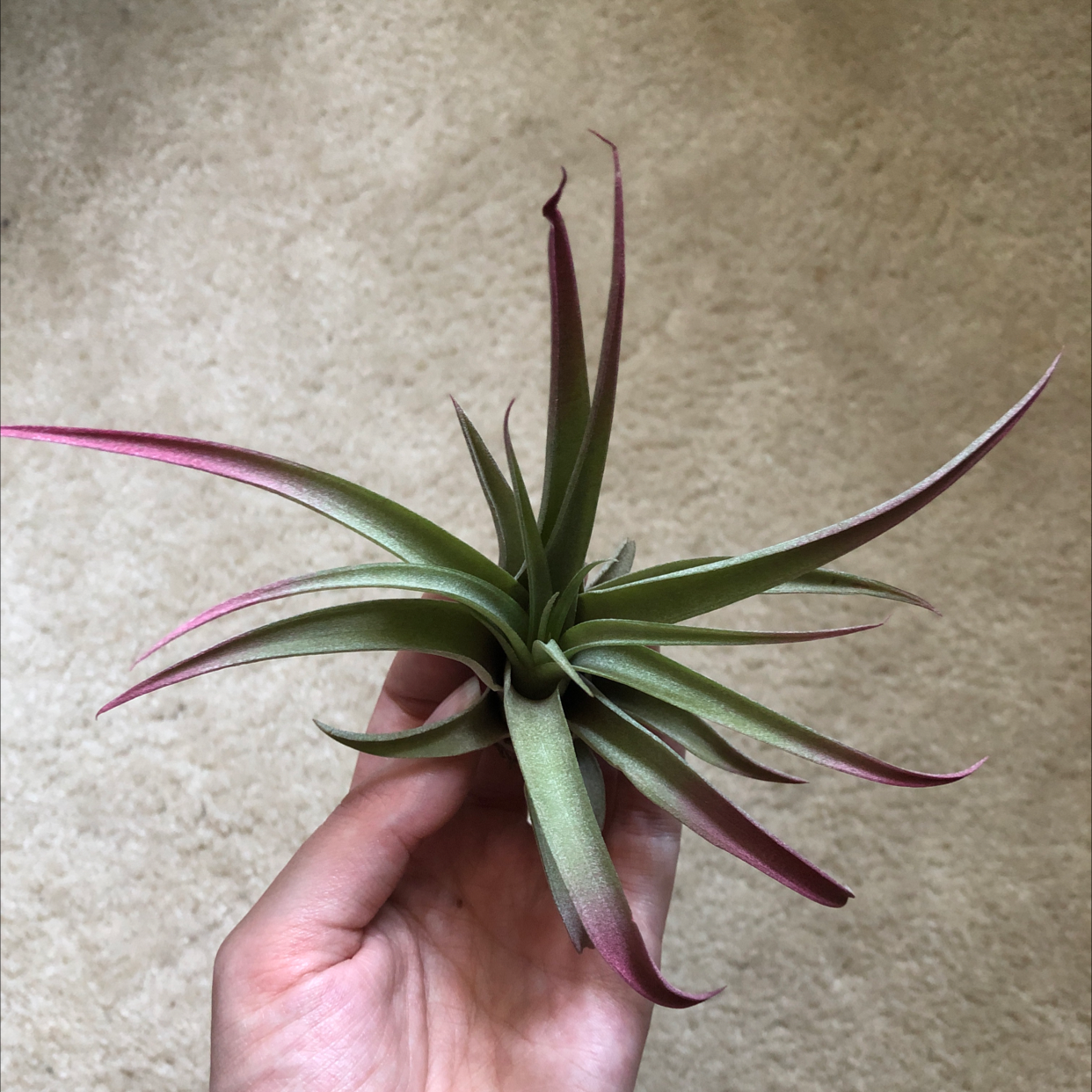 Capitata Air Plant held by a hand, showing healthy green and reddish leaves.