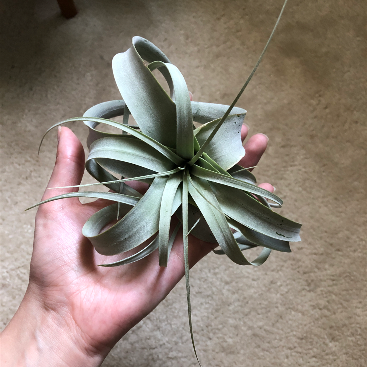 Tillandsia Xerographica held in a person's hand, showing healthy green leaves.