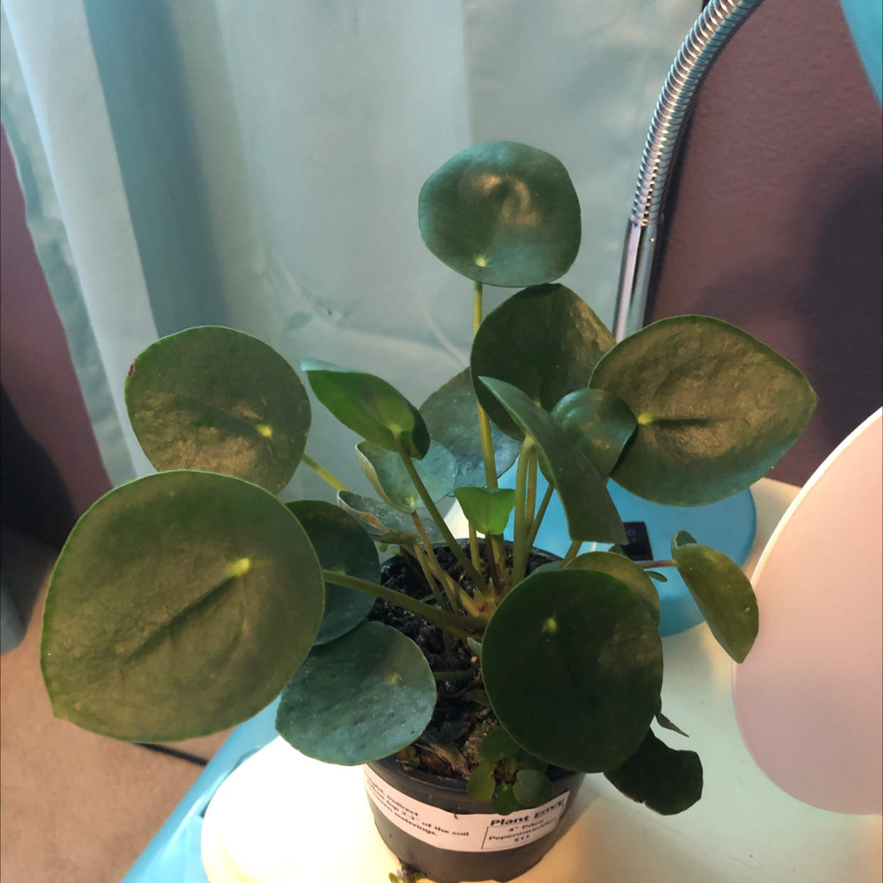 Chinese Money Plant plant photo by @NataliahMichelle named Lucky (Pilea Peperomioides) on Greg, the plant care app.