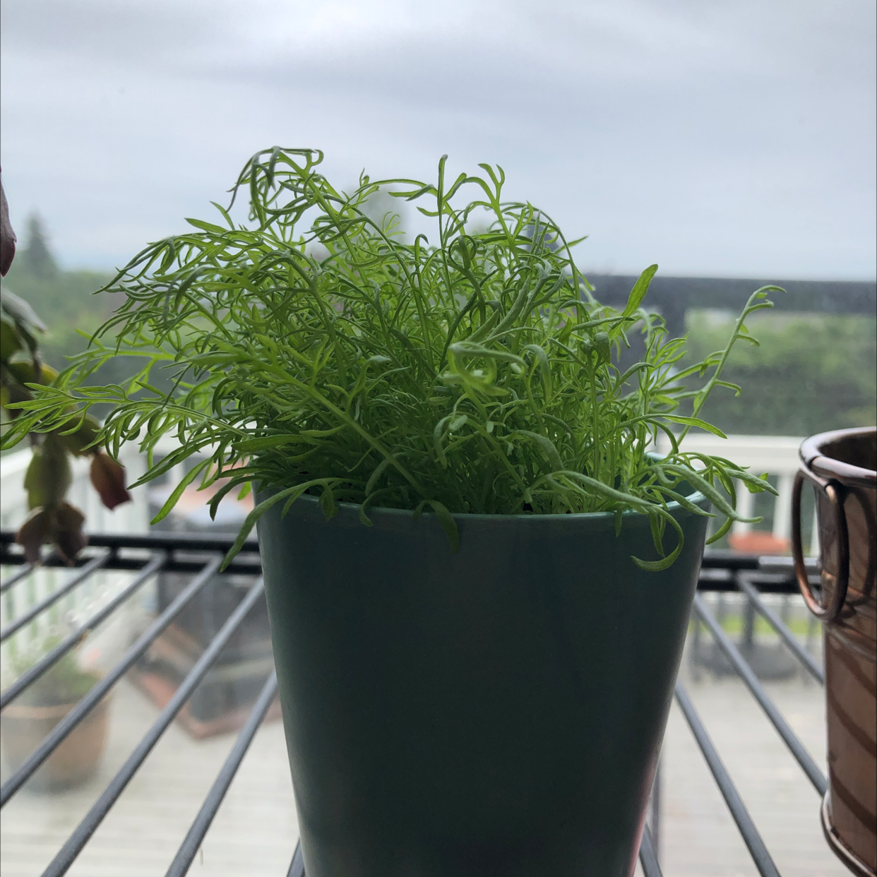 A healthy potted German Chamomile plant with fine, feathery leaves.
