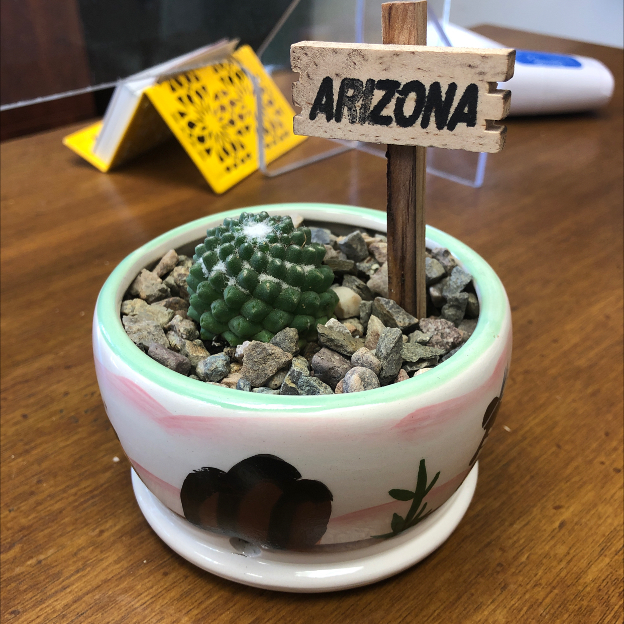 Photo of the plant species Mammillaria polythele 'Inermis' by @NataliahMichelle named Arizona Maximus on Greg, the plant care app
