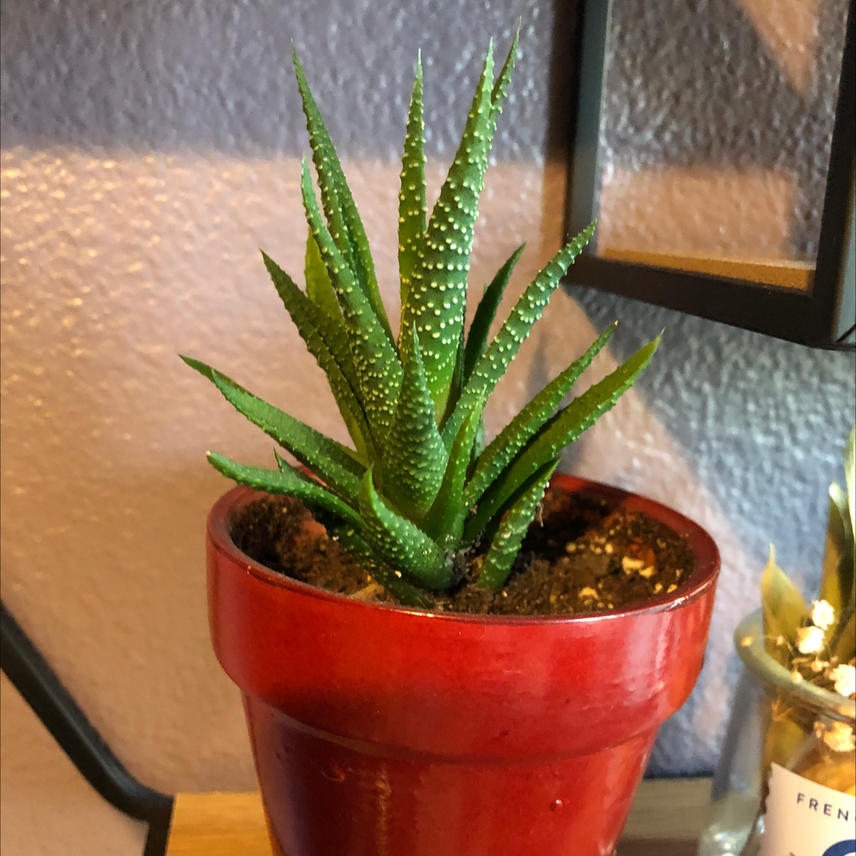 Zebra Plant plant photo by @NataliahMichelle named Winifred on Greg, the plant care app.