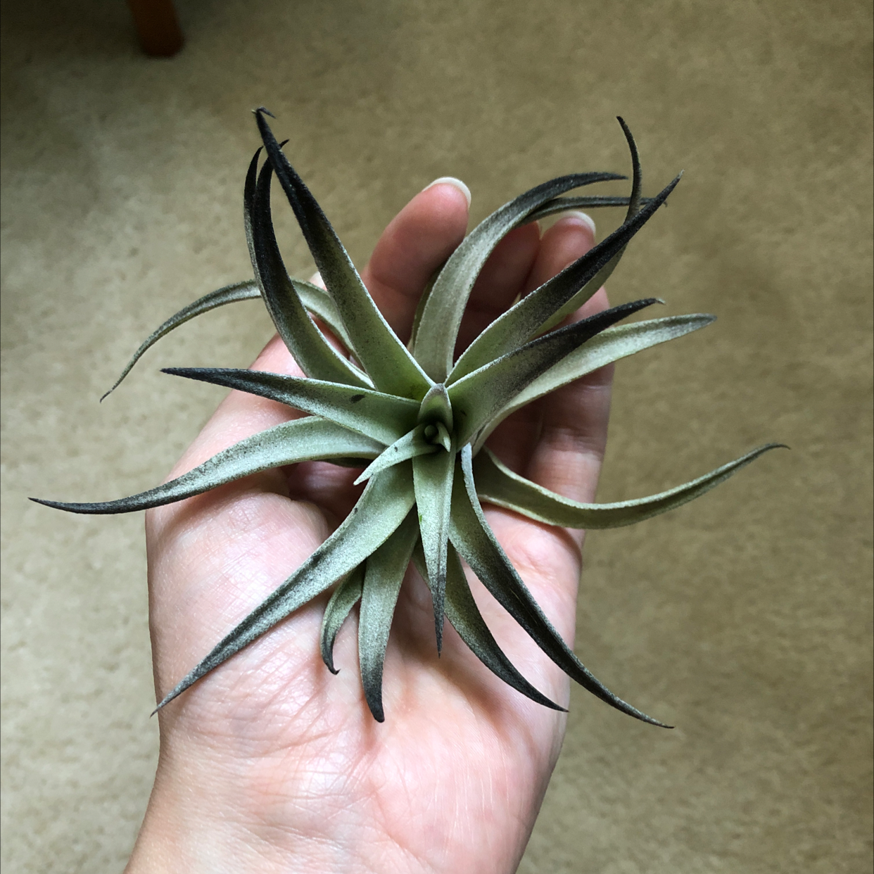 Tillandsia harrisii plant with black-tipped leaves held in a hand.