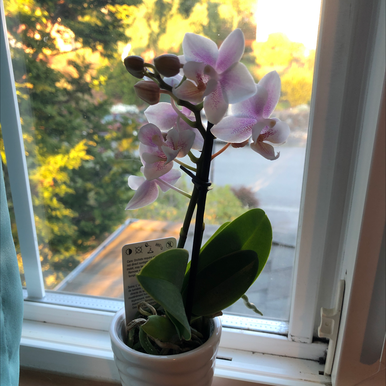 Mini Phalaenopsis Orchid on a windowsill with blooming flowers and healthy green leaves.