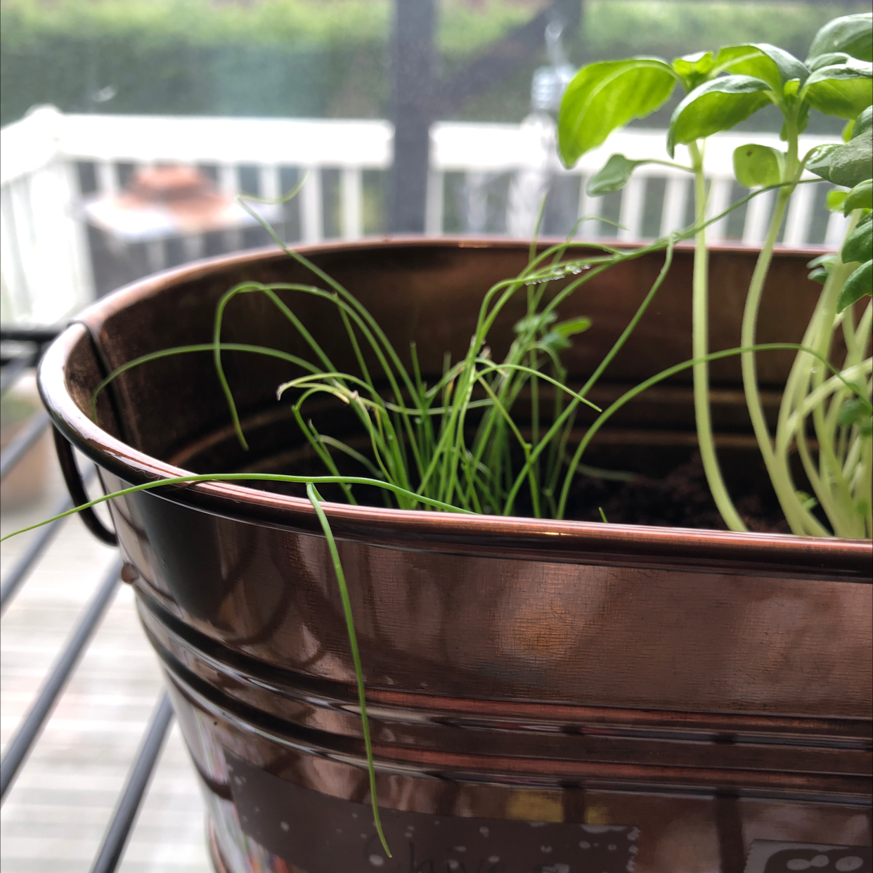 Potted Wild Chives plant with long, thin green leaves on a balcony.