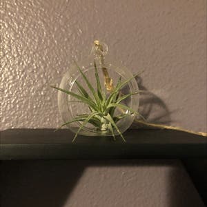Blushing Bride Air Plant plant photo by @NataliahMichelle named Gon on Greg, the plant care app.