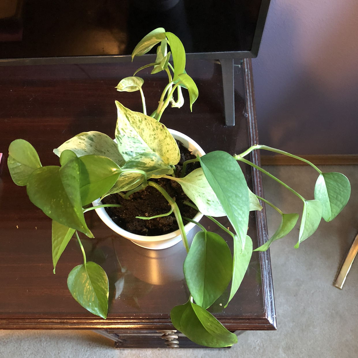 Taro Vine plant photo by @NataliahMichelle named Cerberus on Greg, the plant care app.