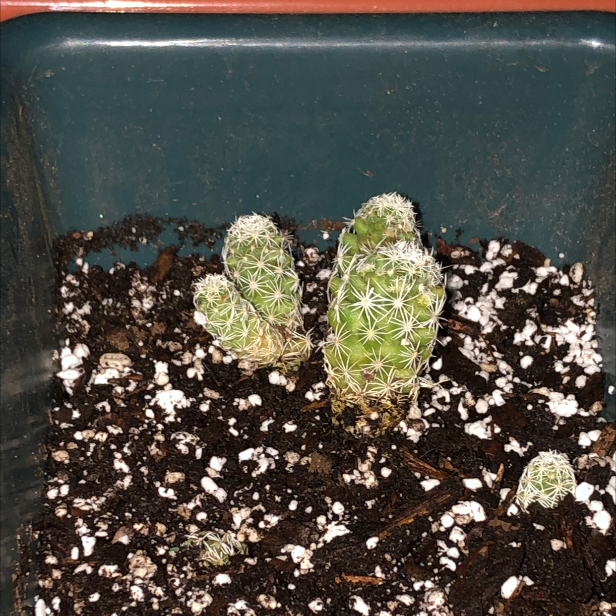 Thimble Cactus in a pot with visible soil, appears healthy.