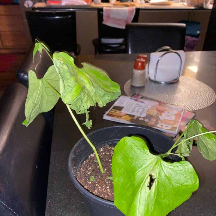Photo of the plant species Sword Bean by Madison named Harper on Greg, the plant care app