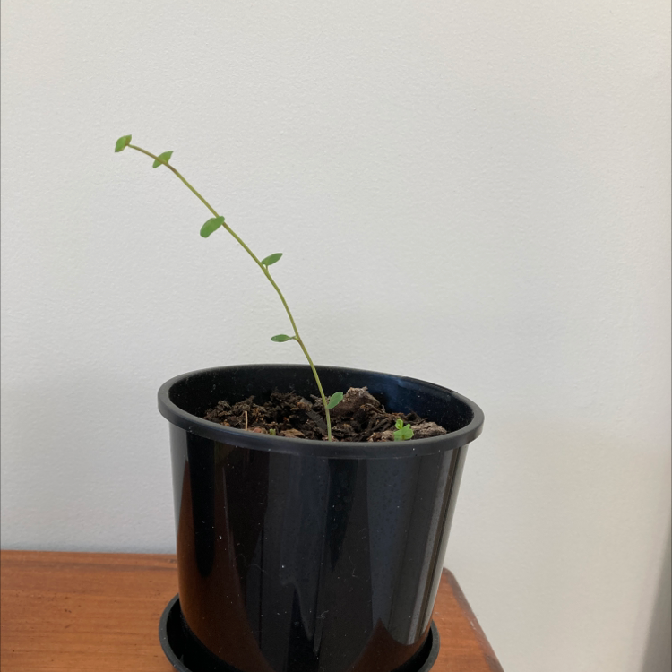 Trailing Jade plant in a black pot with visible soil and a single stem with small leaves.