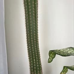 Columnar Cactus plant