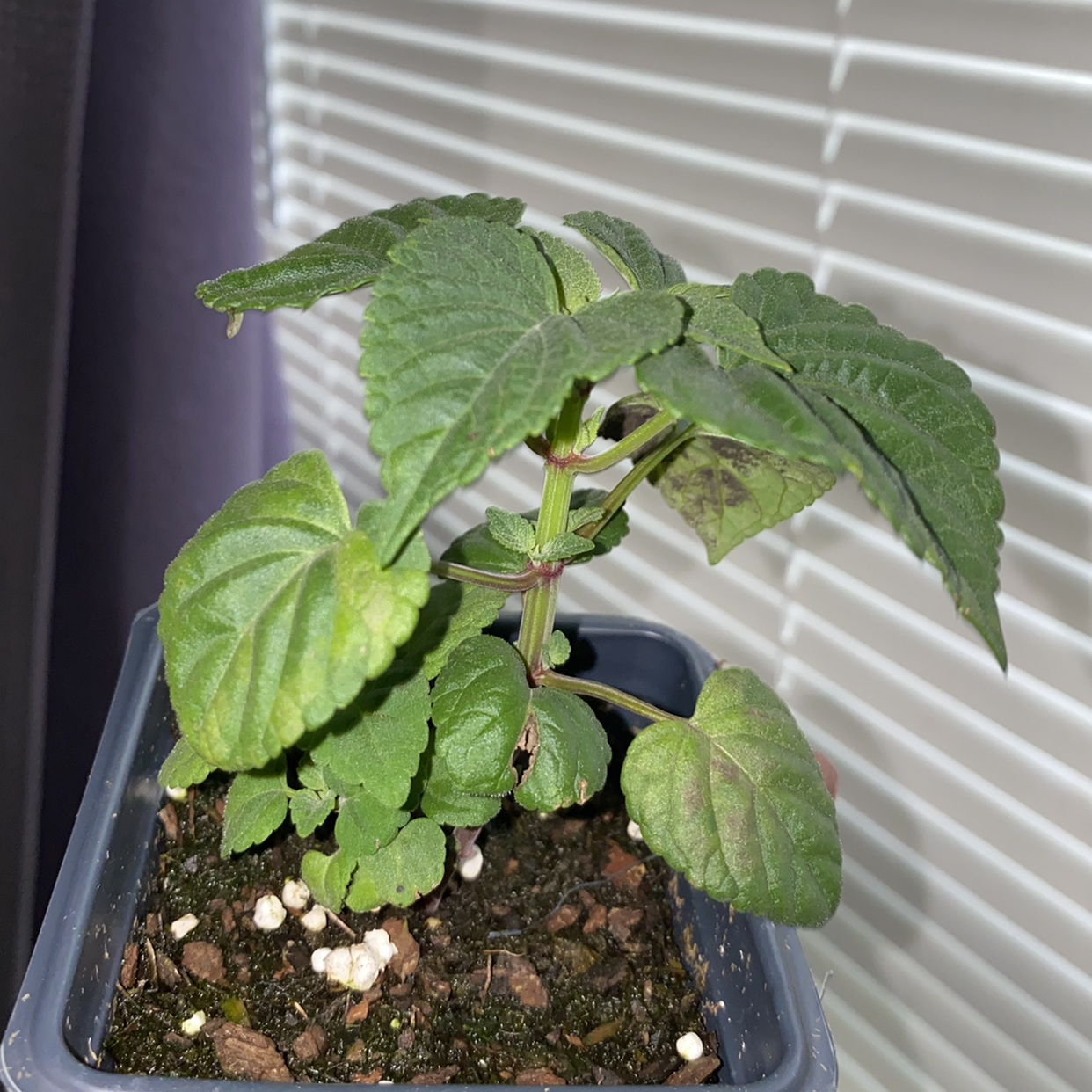 Potted Scarlet Sage plant with green leaves, some browning, placed near a window.