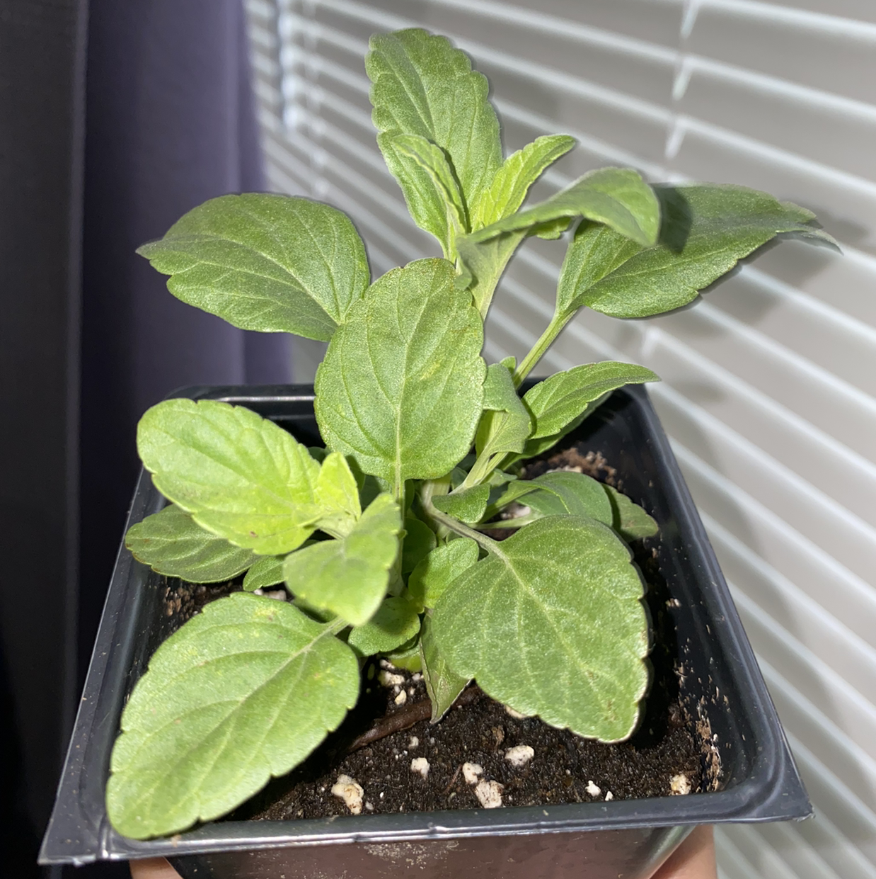 Potted Mealycup Sage plant with healthy green leaves and visible soil.