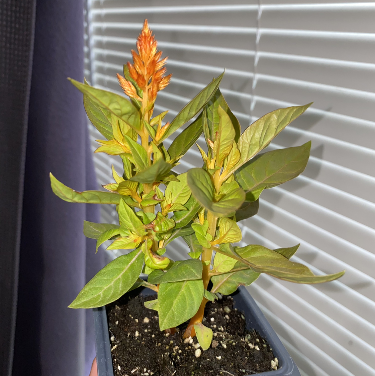 Healthy cockscomb plant with vibrant orange and green foliage in a small pot, no signs of disease or discoloration.