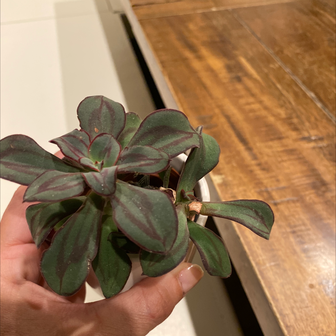 Painted Echeveria plant with dark green leaves and red edges, held by a hand.