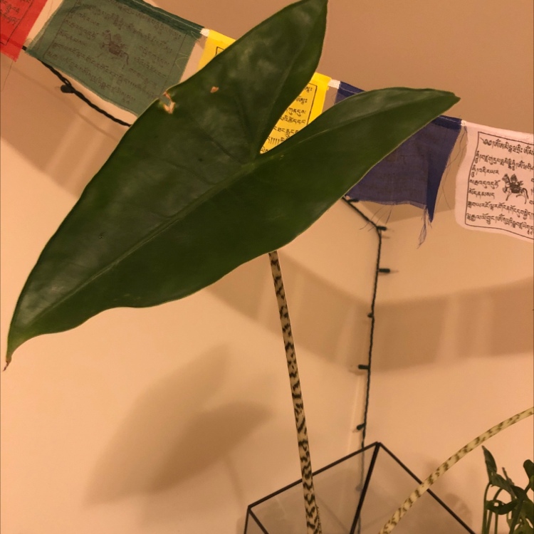 🦓 How Much Humidity Does My Zebra Elephant Ear Need?